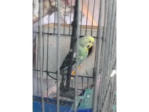 Kuşlar üste para verilir ve takas olur