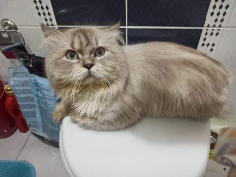 2 yaş erkek british longhair