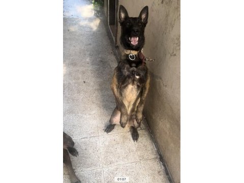 Belçika malinois kurdu yavruları erkek dişi mevcut