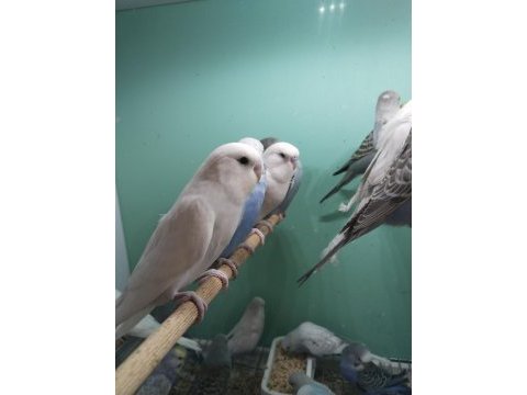 Yeni yeme düşmüş bebek muhabbetler jumbo çek ingiliz