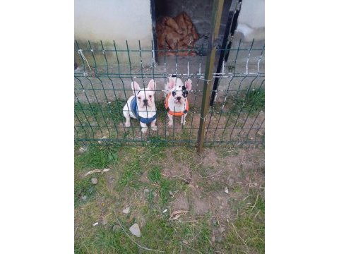 French bulldog 6 aylık yavrularımız