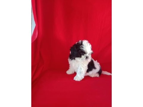 Safkan shih tzu yavrularım