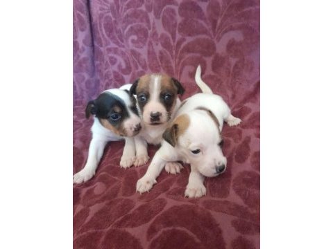 Sağlıklı jack russell yavrular