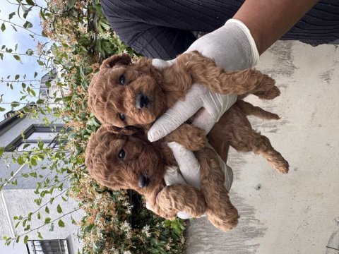 Antialerjik zeki oyuncu toy poodle