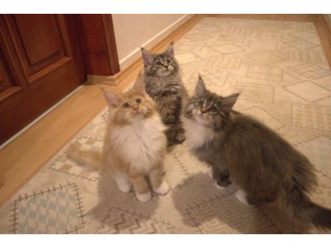 İlloai ve arthur maine coon yavruları hepsi şampiyon adayı