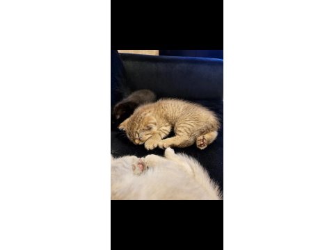2 aylık scottish fold yavru