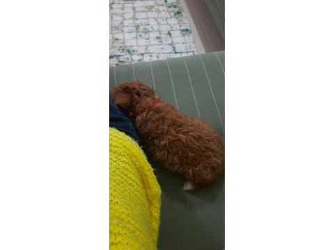 Bal gibi toy poodle bebek