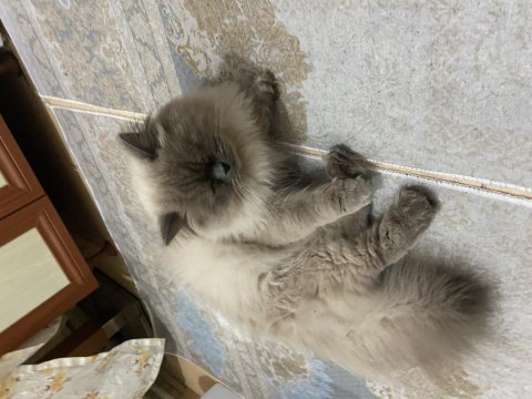 Bütün aşıları yapılı temiz ev kedisi