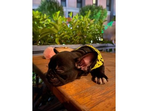 El salvador kennel - kara french bulldog ailesini arıyor