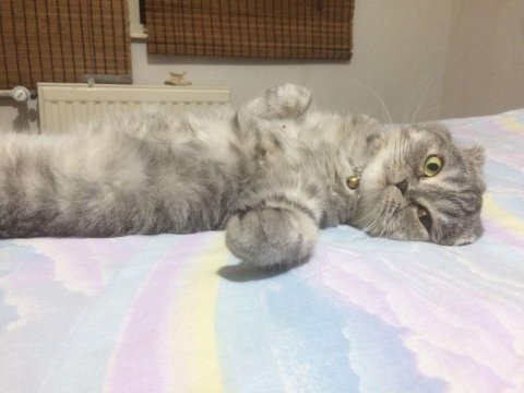 Silver scottish fold erkek