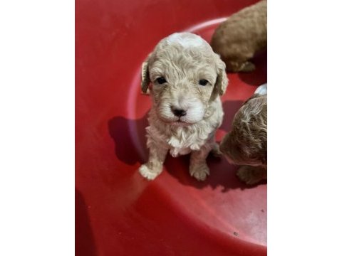 Poodle küçük kurabiyeler