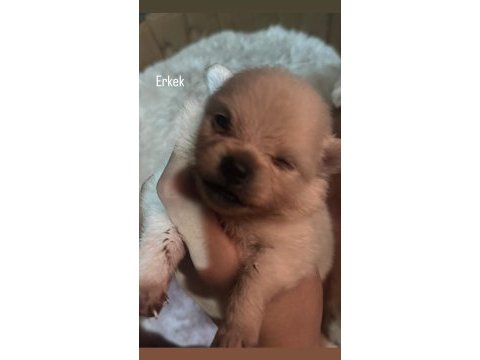 26 günlük pomeranian bebekler rezerveye açılmıştır