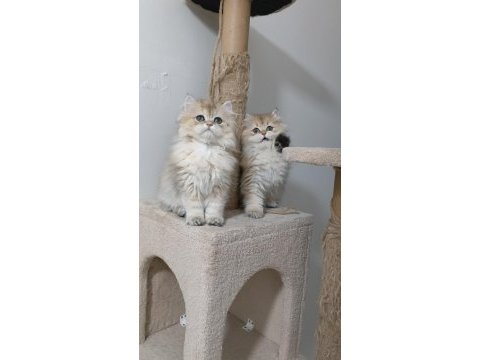 British longhair ny 12
