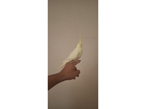 Ele alışkın dişi lutino sultan papağanı