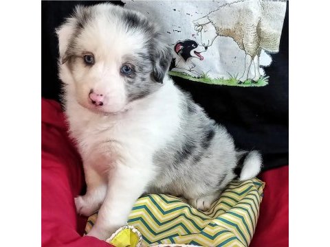 Üst kalite border collie bebekler