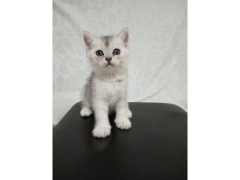 1,5 aylık sağlıklı wc eğitimli british shorthair