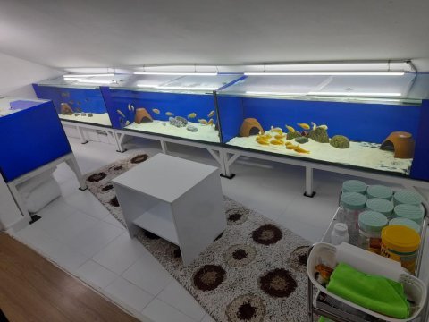 Toplu sahiplendirme tropheus