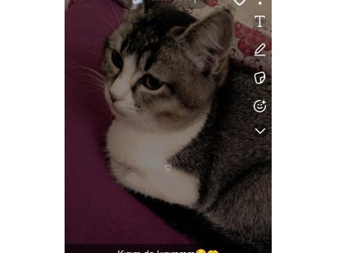 Kedimiz müezza ya yeni yuva arıyoruz
