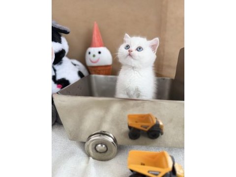British shorthair bebekler