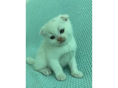 Sütten yeni kesilen scottish fold yavrularım