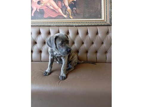 Dişi cane corso yavru