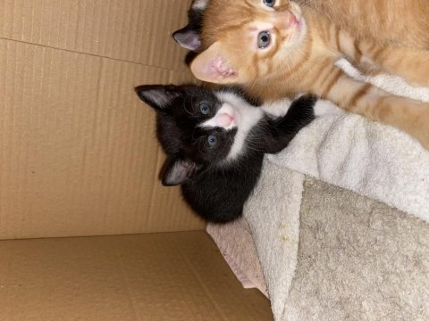 Yavru smokin kedi yuva arıyor