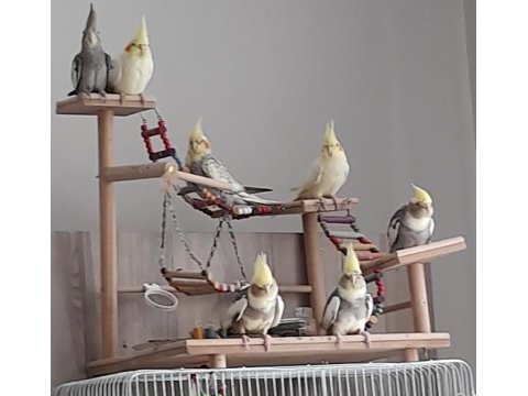 Sultan papağanımızı sahiplendiriyoruz
