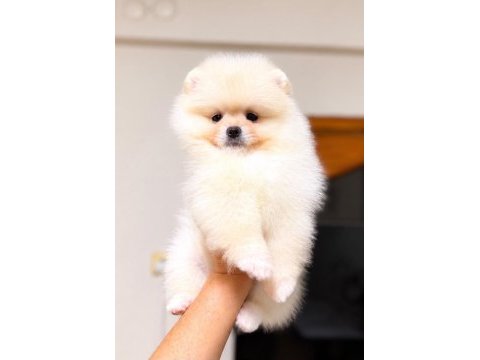 Biblo pomeranian boo