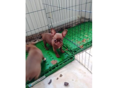 Şivava yeni yuvalarını arıyorlar