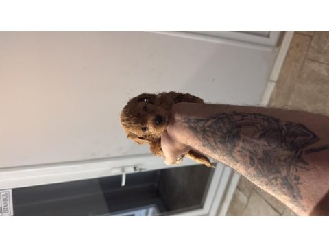 A kalite mini boy maltipoo köpeğimiz