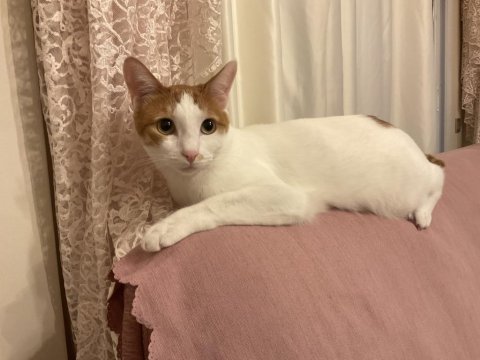 2 yaşında kedimiz yumak oğlumuza yuva arıyoruz