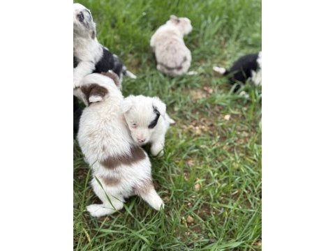 Üreticiden safkan border collie yavrular