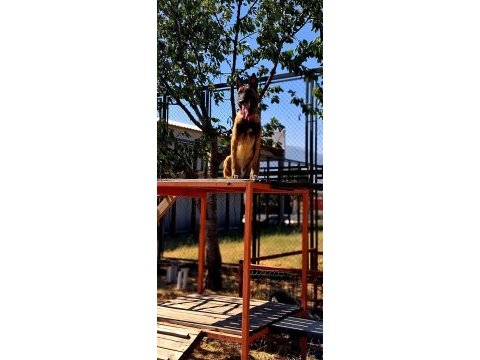 Rezerveye acık safkan belçika malinois yavrular