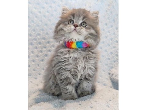 Çok tatlı minik prenses british longhair