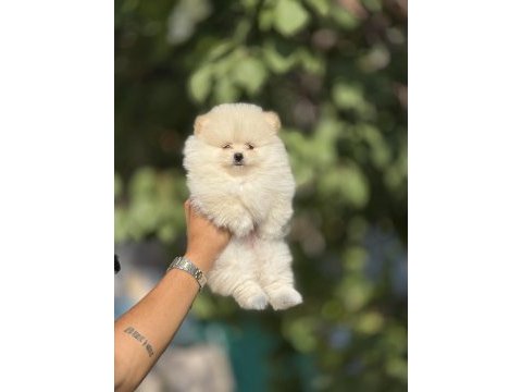 Tedy bear boo yavruları