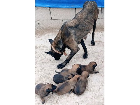 Safkan belçika kurdu malinois