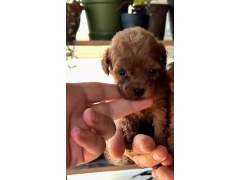Teacup poodle mınıklerle tanıstınız mı ?