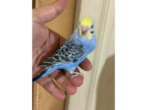 40-45 günlük arası renk güzeli 5 bebek