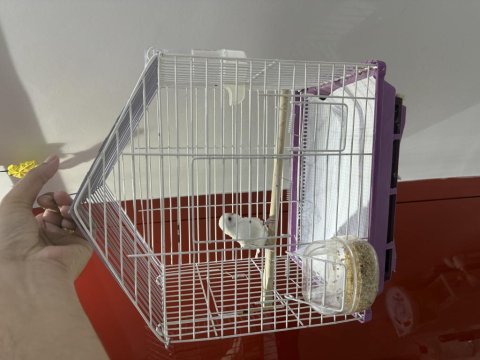 Kar beyazı üst seviye kaliteli insanlara muhabbet kuşu