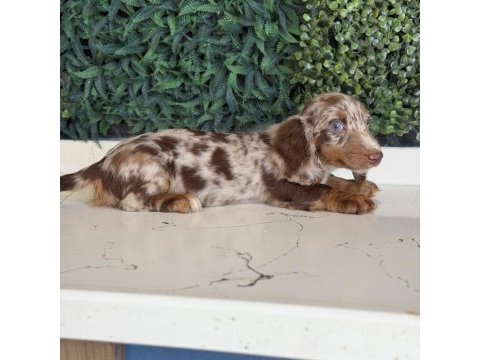Dapple merle mini dachshund longhair