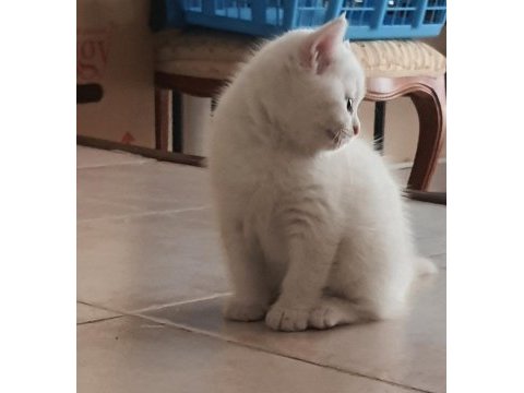 British shorthair yavru kedimiz