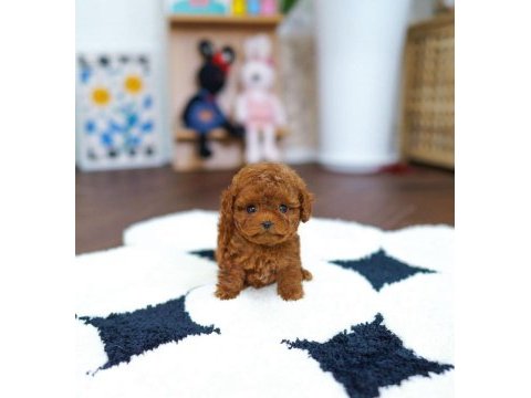 Kıvır kıvır kilo garantili toy poodle yavrularım