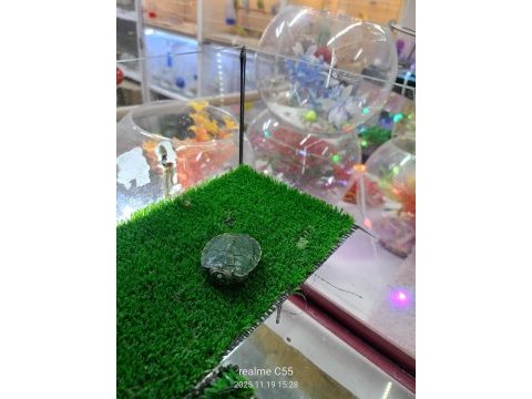 Bebek yetişkin kaplumbağalar