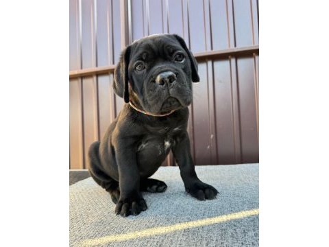 Irk ve sağlık garantili cane corso yavrularım
