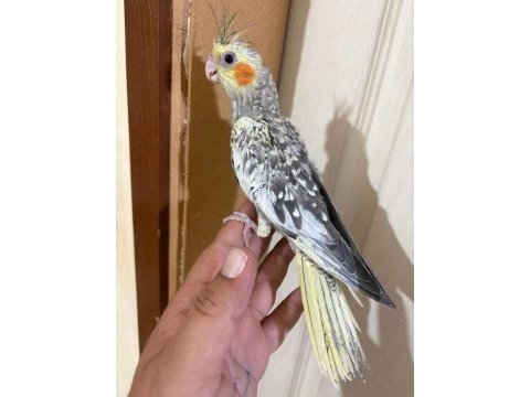 44 günlük kusursuz sulyan papağanı bebek
