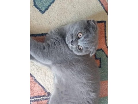 Scottish fold yavru