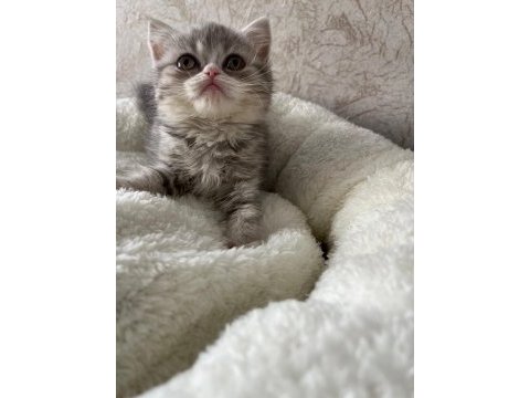 British shorthair yavrular 2 aylık