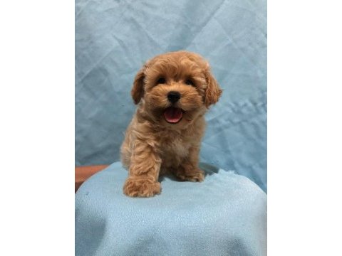 Maltipoo istanbul