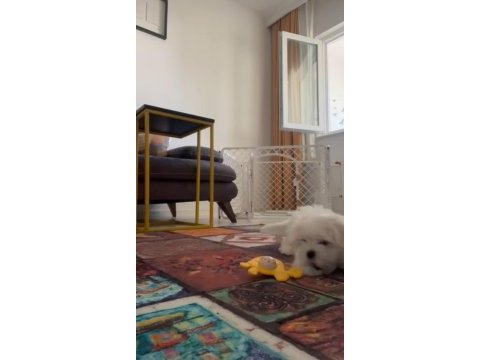 Maltese mini boy