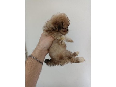 Morkie yavrumuz